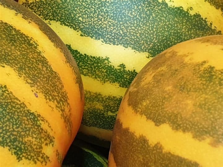Wassermelone