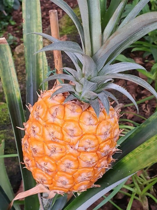 Ananas
